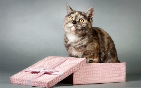 I'm your gift! - yellow eyes, cute, ribbon, gift, box, bow, pink, cat