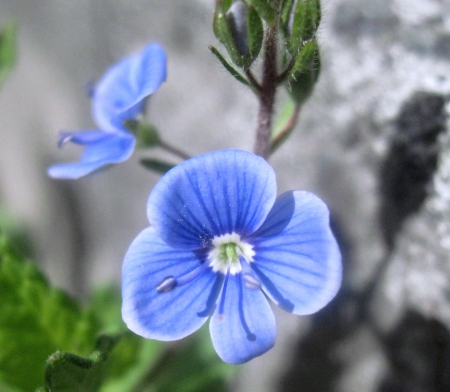 Single blue - style, nice, beauiful, colors, flowers