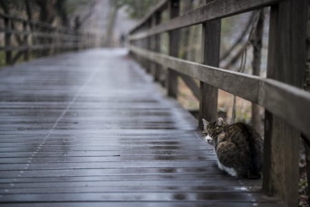 Cat - paws, face, pretty, cute, animals, beautiful, cat, sleeping, kitty, cats, kitten, hat, lovely, cat face