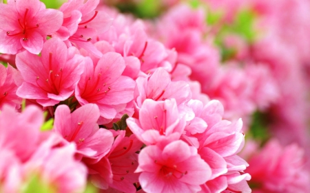 Beautiful Pink Spring - colors of nature, photography, colorful, plants, spring, nature, pink, splendor, flowers, colors, lovely flowers