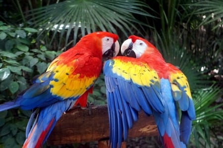 Come on, give me just one kiss - colorful, couple, lovely, parrots