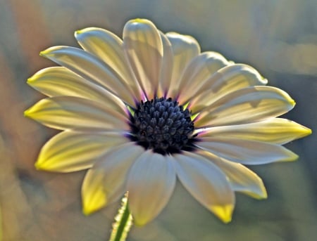 Flower - flowers, yellow, flower, petals