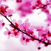 Beautiful pink spring blossoms