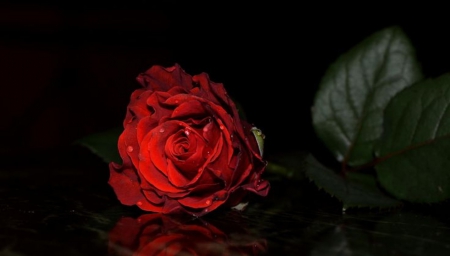 Look at the red rose - feeling, romantic, beautiful, red passion, red rose, flower