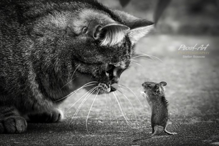 Peace Brother - peace brother, cats, photography, beautiful, mouse, two colors, black and white