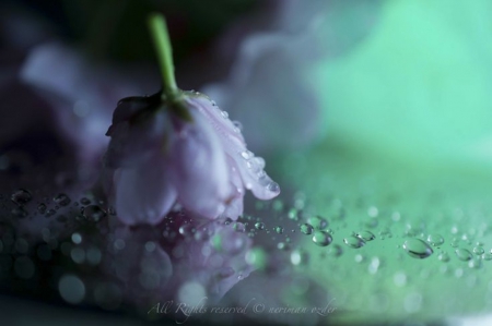 irresistible - water, beautiful, irresistible, drops, flower, tulip