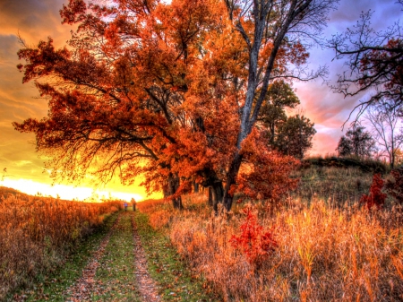 SUNSET - nature, field, payj, trees