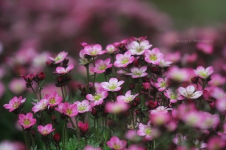 Purple Blossom - flowers, purple, blossom, beautiful