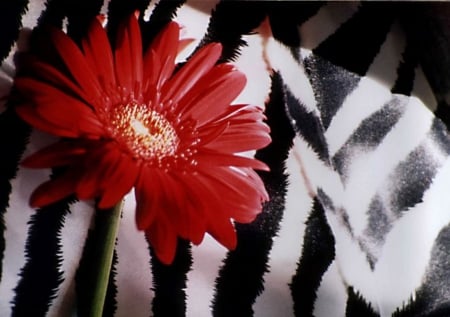 Red Zebra - red gerbera, zebra, beautiful, two colors, flowers