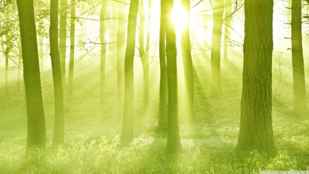 Spring sunshine - sunshine, sunlight, sun, light, wallpaper, spring, hd, nature, forest, ras of sun, green, tree