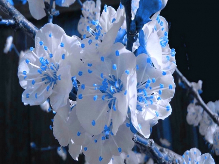 Blue and white - blooms, white, flowers, blue