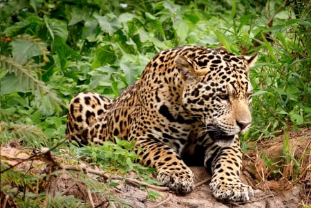 WILD REST - Jaguar, predator, wild, cat