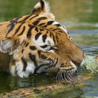 Thirsty Kitty