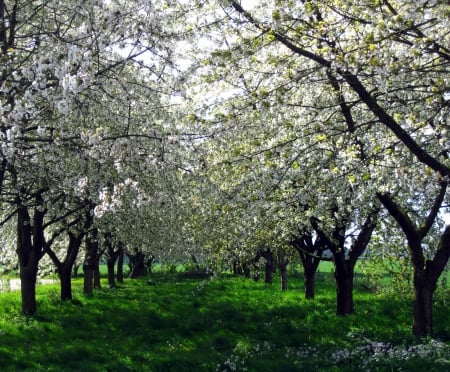 Spring - nature, trees, photography, blossom, spring