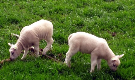 Spring - sheep, nature, animals, photography