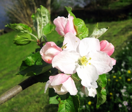 Spring - nature, photography, flowers, spring, flower