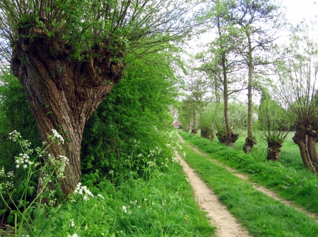 Spring - nature, trees, photography, spring