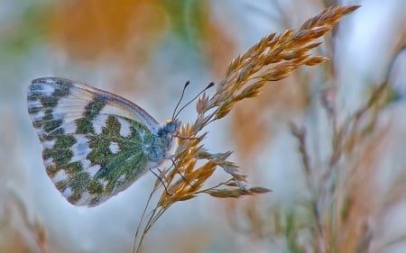 Beautiful Butterfly - butterfly, field, grass, animals