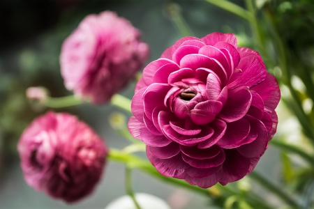 Flowers - macro, flowers, flower, nature