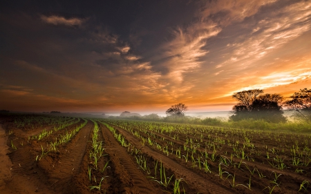 Sunset - amazing, feilds, sunset, clouds