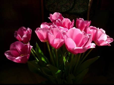 Pink - flowers, beautiful, tulip, pink