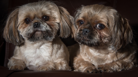 Mini & Mona - Canon, pet, dogs, photography, portrait, dog, small dogs