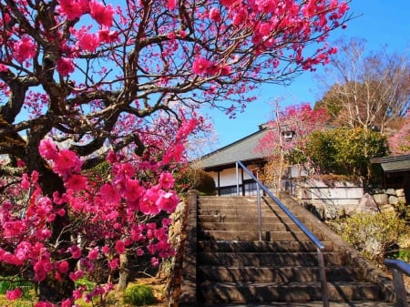 Sakura in Oume - cherry blossom, sakura, japan, japanese, flowers, spring