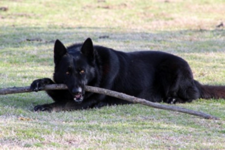 black shepherd - mouth, his, in, branch