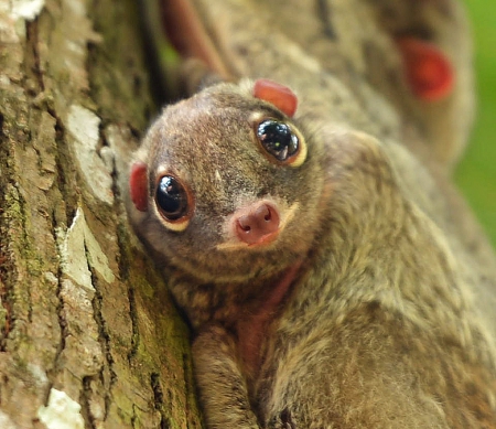 flying lemur - tree, big, infant, eyes