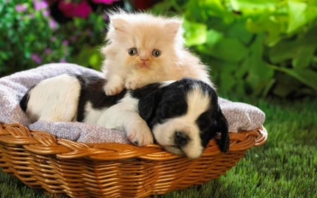 Wake Up - puppy, cat, animals, dog, animal, cute, kitten