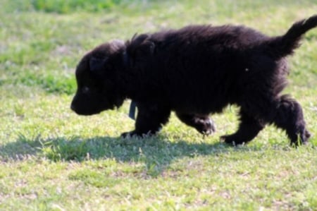 walking pup - black, shepherd, in, grass, the