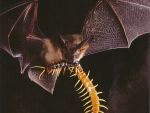 bat with centipede