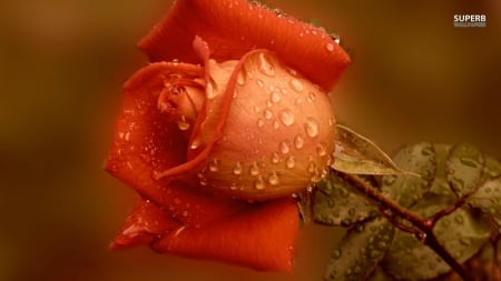 Wet Rose - red, wet, water, roes, flower