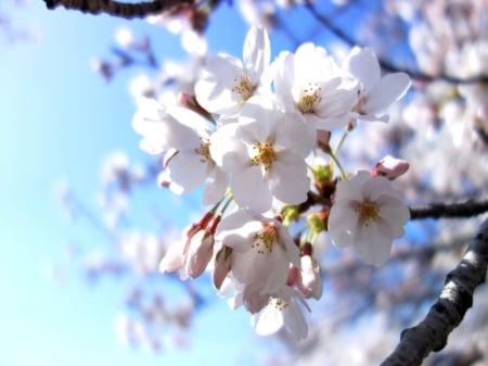 Blossoms - nice, beauty, cherry nlossom, lovely, floral, pretty, japan, sakura, petals, beautiful, blossom, sakura blossom, sweet, flower