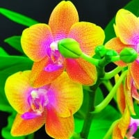 Beautiful orchid in closeup