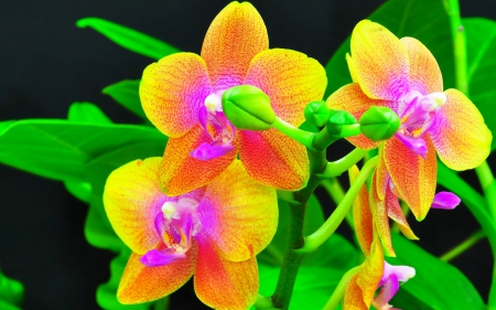 Beautiful orchid in closeup