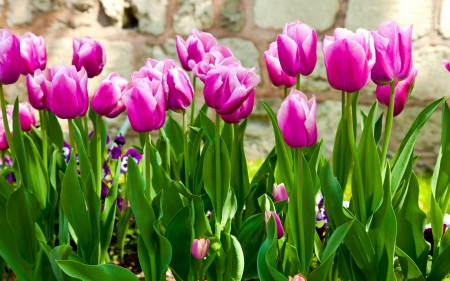 Purple tulip flowers