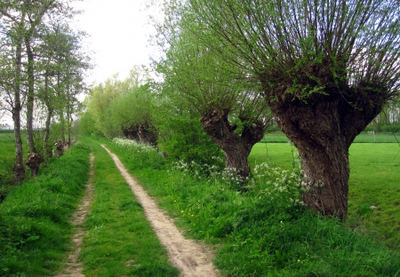 Spring - nature, trees, photography, grass, spring