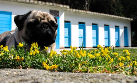 Mops - animal, pretty, cute, animals, beautiful, sweet, puppy, puppys, dogs, lovely, dog