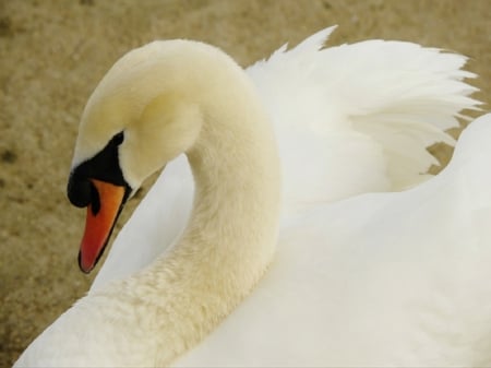 Pure Grace - animal, grace, beautiful, swan