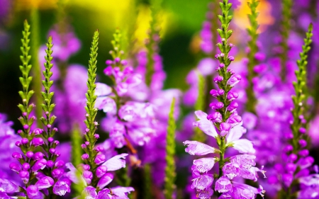 Æ¸ÌµÌ¡ÓœÌµÌ¨Ì„Æ· Æ¸ÌµÌ¡ÓœÌµÌ¨Ì„Æ· Purple flowers for yu- Ramya Æ¸ÌµÌ¡ÓœÌµÌ¨Ì„Æ· Æ¸ÌµÌ¡ÓœÌµÌ¨Ì„Æ· - fields, colors of nature, landscape, places, photography, paradise, nature, splendor, colors, flower fields, flowers, purple flowers, sunny day, lovely flowers