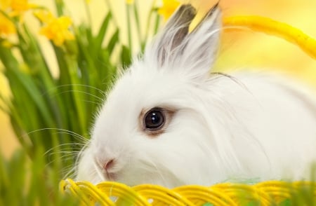 Easter - easter, happy easter, flowers, bunny