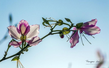 Garden glimpses XIX. - wallpaper, flowers, spring, abstract, hd, sky, petals, photography, macro, nature