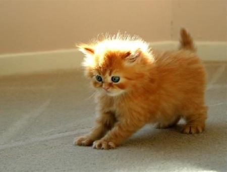 cute ginger kitty - cute, animals, cats, ginger kitty