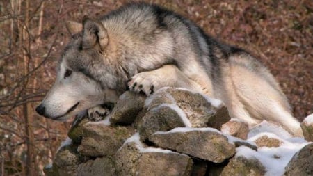 Gray Wolf - nature, wolf, gray, animals