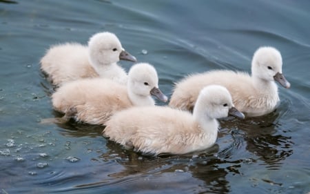 Swan chicks - white, swan, baby, chicks, blue, water, cute