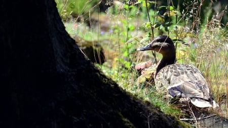 Duck - animal, duck, walk, bird