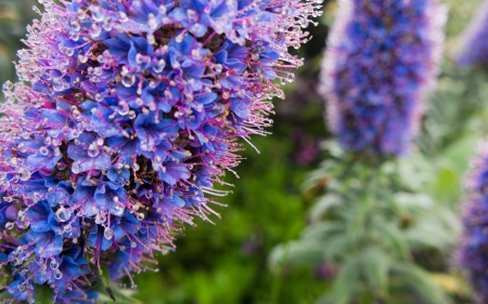 Echium - nature, echium, leaf, flower