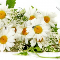 Chamomile Nature II