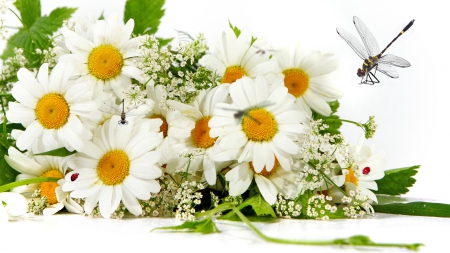 Chamomile Nature II - summer, chamomile, spring, white, floral, babies breath, dragonfly, green, daisie